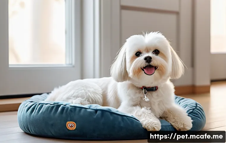 강아지 체온 변화에 대한 신속한 대처법 설명 사진