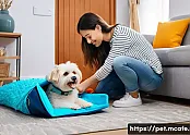 여행지에서 반려동물 건강 체크 방법 관련 이미지