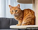 고양이 운동기 사용 시 자주 하는 실수 관련 이미지