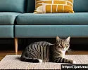 고양이 행동고정 관련 FAQ 관련 이미지
