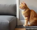 고양이 행동고정에 대한 사회적 담당 관련 이미지