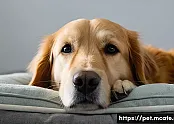 강아지 쿠션의 피로 회복 효과  강아지의 건강을 위한 선택 관련 이미지