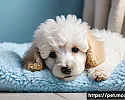 강아지 블랭킷의 트렌드 변화 관련 이미지