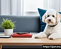 강아지 응급처치 교육 효과적인 방법 관련 이미지