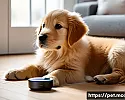 펫관리용 스마트 스피커 소개 관련 이미지