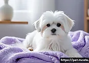 펫아로마를 이용한 행동 교정 사례 관련 이미지