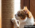 고양이 행동고정에 대한 잘못된 오해 관련 이미지