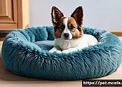 겨울철 강아지 방석 보온성 비교 관련 이미지
