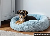 강아지 분양 후 스트레스 완화 방법 관련 이미지