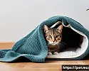 고양이 행동고정의 경과 관찰 방법 관련 이미지