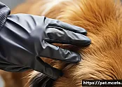 유기견 건강 체크리스트 관련 이미지