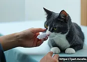 고양이 응급처치 관련 법적 의무 관련 이미지