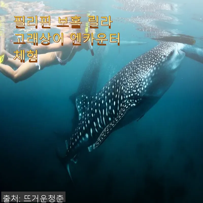 필리핀 보홀 릴라 고래상어 엔카운터 관련 이미지