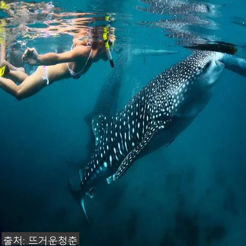 필리핀 보홀 릴라 고래상어 엔카운터 설명 사진