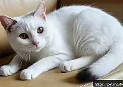 고양이 응급처치 상황에서의 의사소통 방법 관련 이미지