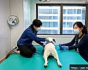 강아지 응급처치 실습 장소 추천 관련 이미지