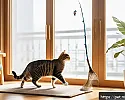 고양이와 함께하는 운동기구의 중요성 관련 이미지