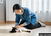 고양이 심폐소생술과 수의학적 연구 관련 이미지