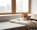 고양이 치료 후 회복 시 고려사항 관련 이미지