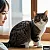 고양이 그루밍 기초  레슨과 세미나 정보 관련 이미지