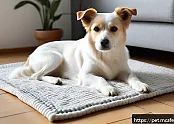 강아지 이불의 안전성 문제 관련 이미지